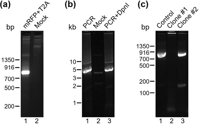 246146.fig.002